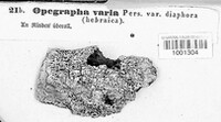 Opegrapha varia image